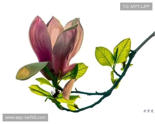 凯发正规网址欢迎你,最新赛事资讯及时掌握不遗漏 凯发正规网址欢迎你,最新赛事资讯及时掌握不遗漏